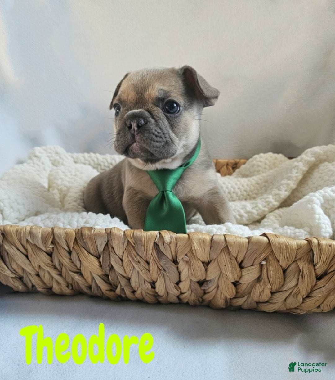 French Bulldog dogs for sale: French Bulldog Puppy 1 - Ad 2