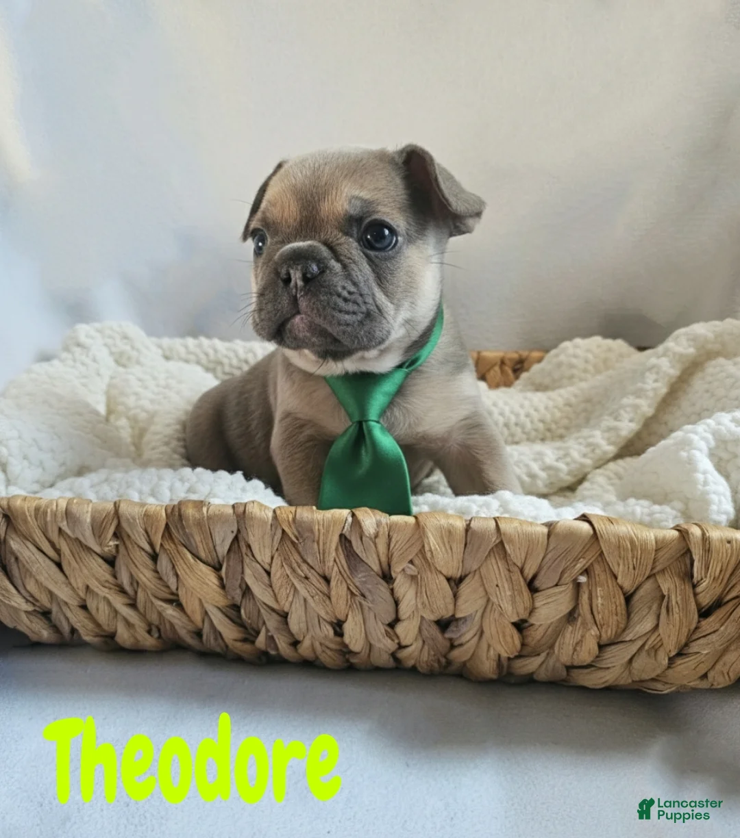 French Bulldog dogs for sale: French Bulldog Puppy 1 - Ad 1