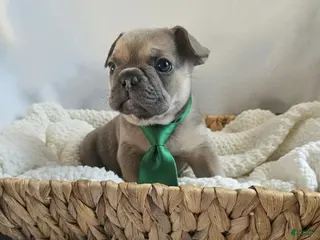 French Bulldog dogs for sale: French Bulldog Puppy 1 - Ad 2
