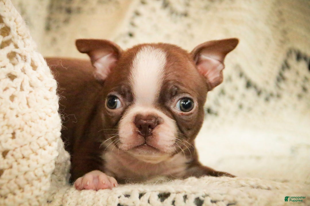 Boston Terrier dogs for sale: Katie - Ad 3