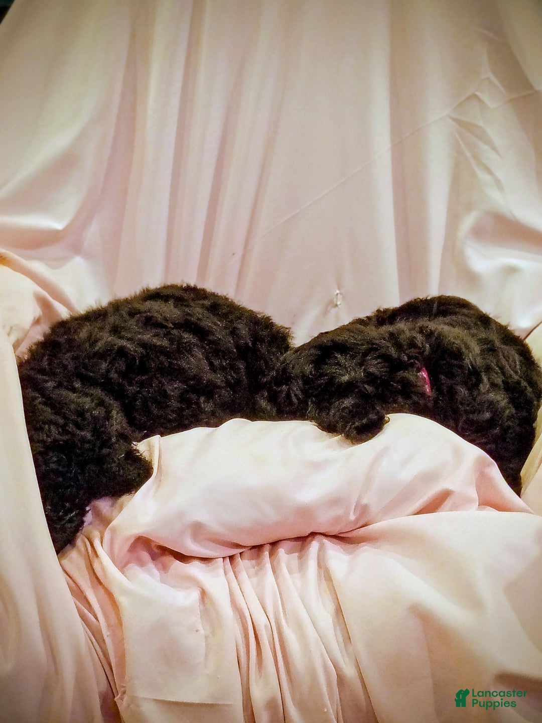 Mixed Breed dogs for sale: Mixed Breed Puppy 3 - Ad 3