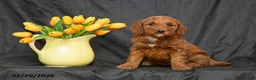 Mini Goldendoodle dogs for sale: Becca - Ad 1