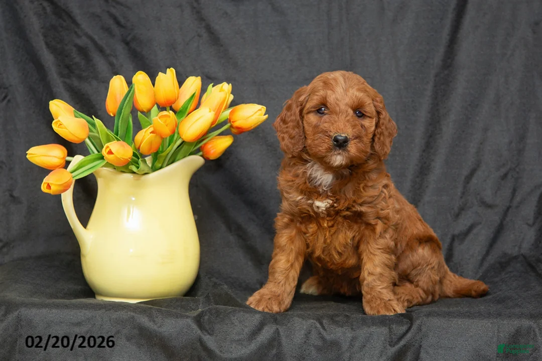 Mini Goldendoodle dogs for sale: Becca - Ad 1