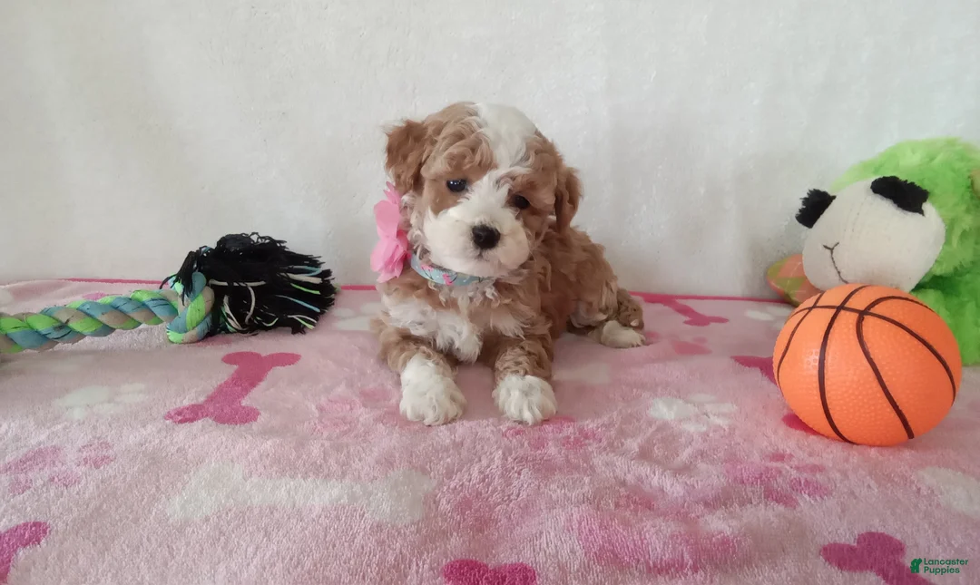 Cavapoo dogs for sale: Pinky  - Ad 4