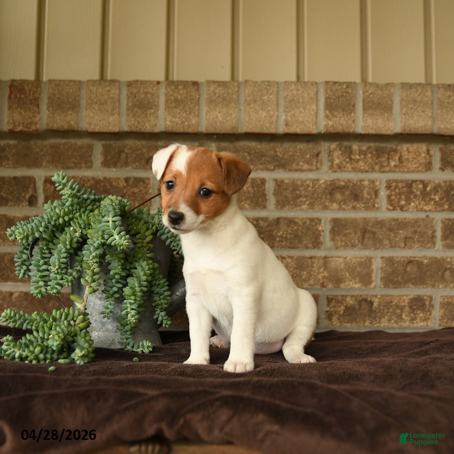 Jack Russell Terrier dogs Ruby - Ad 2