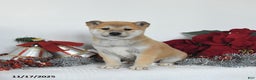 Shiba Inu dogs for sale: Goldie - Ad 3