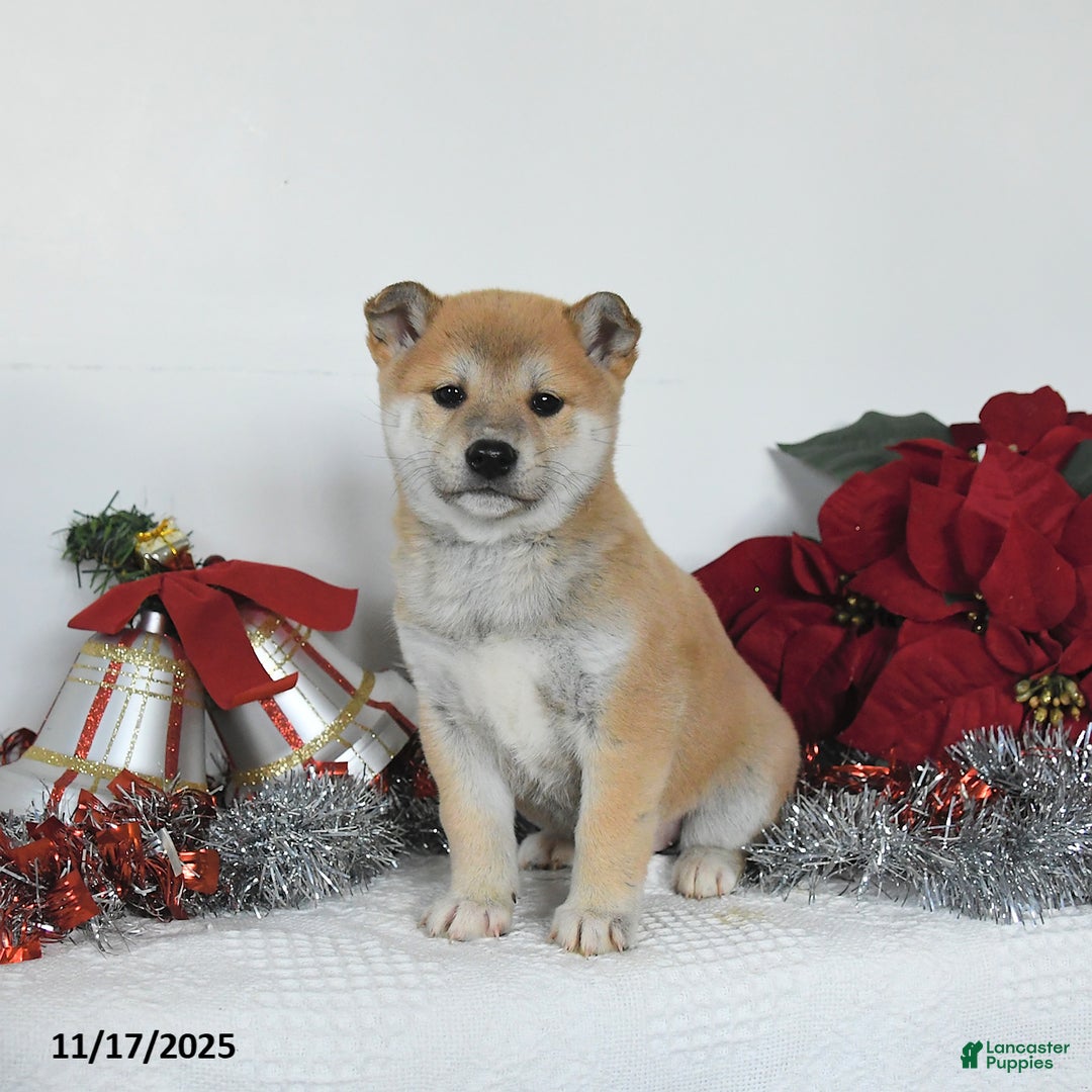 Shiba Inu dogs for sale: Goldie - Ad 3