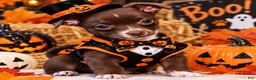 Chihuahua dogs for sale: Midnight-Chocolate  - Ad 2