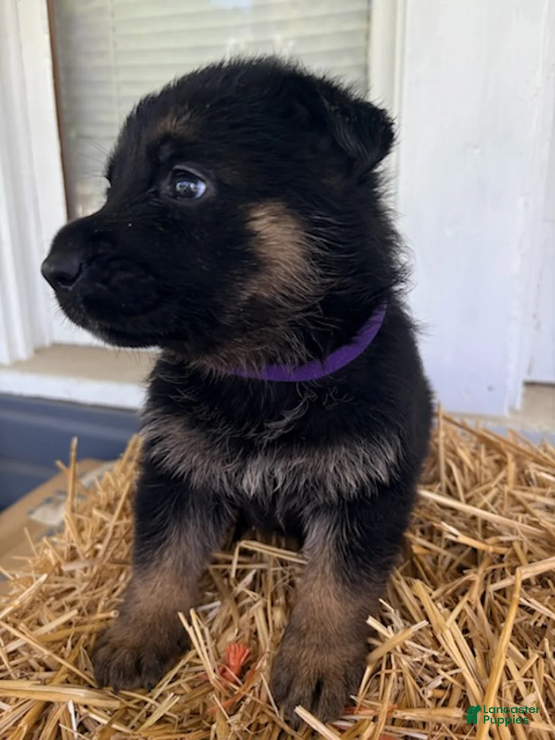 German Shepherd dogs for sale: Purple Collar - Ad 2