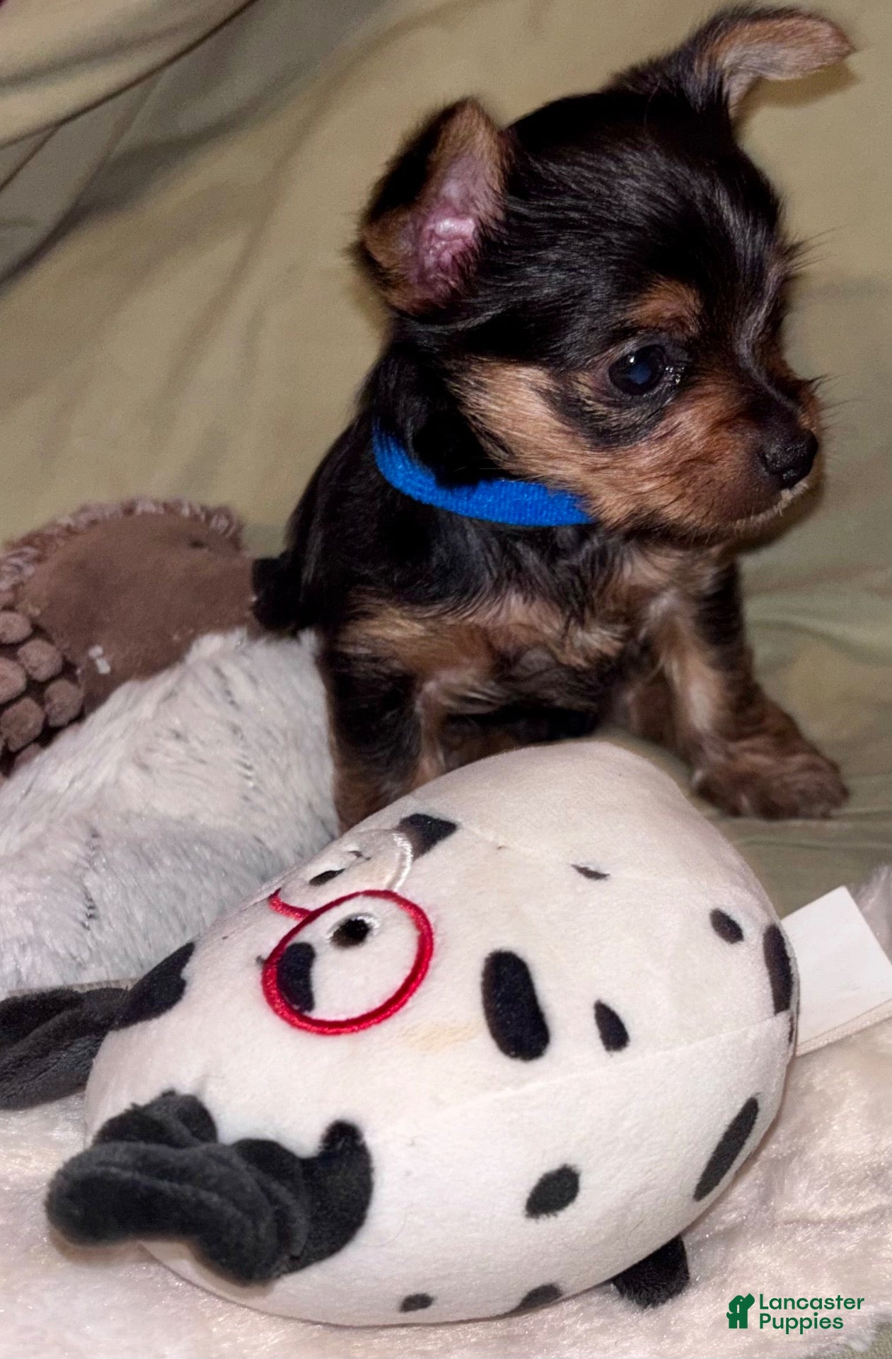 Yorkshire Terrier dogs Charming Yorkie male - Ad 1