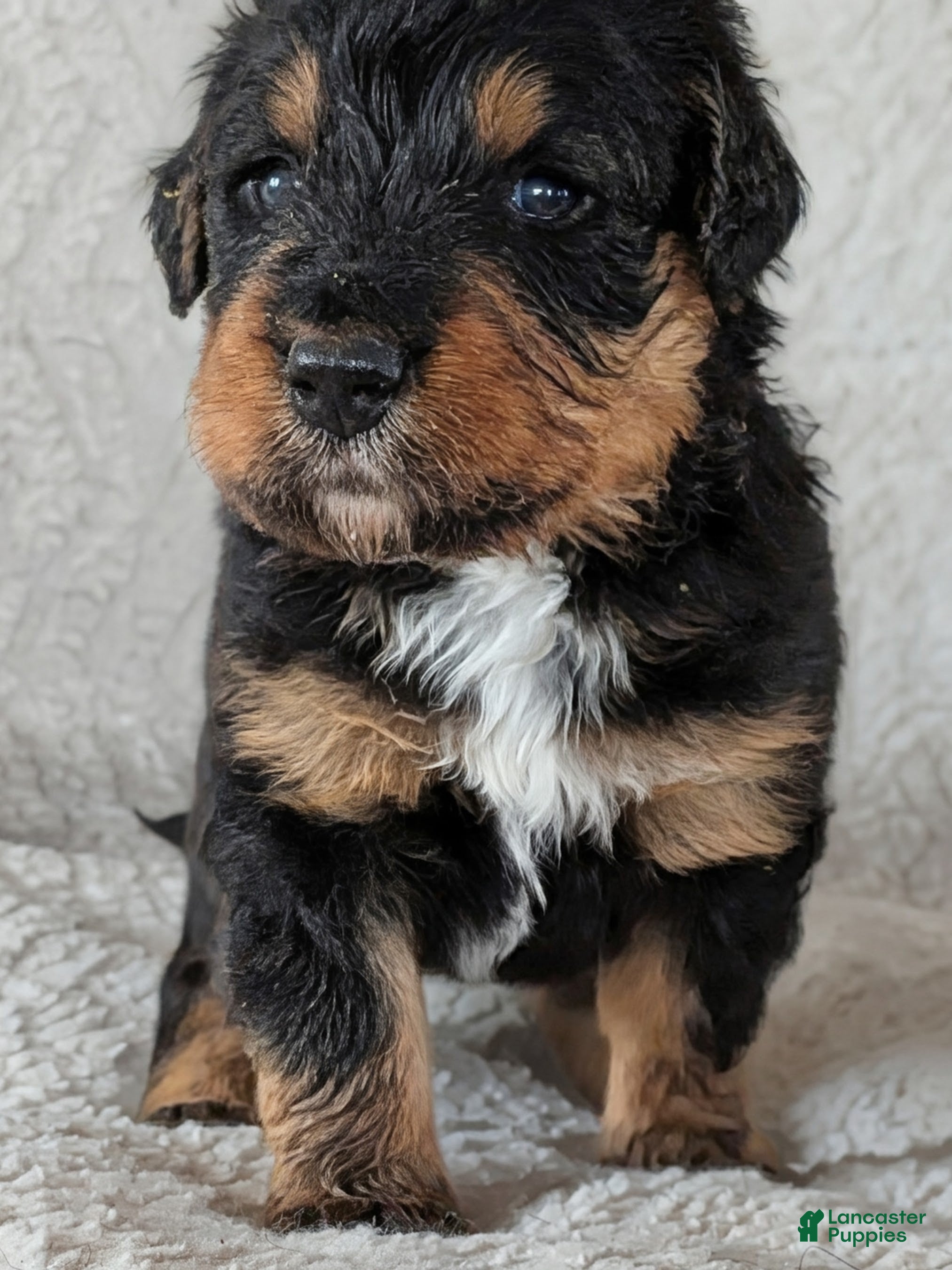 Mixed Breed dogs Winton - Ad 38
