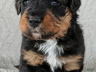 Mixed Breed dogs Winton - Ad 36