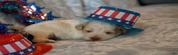 Havapoo dogs for sale: Calvin - Ad 4