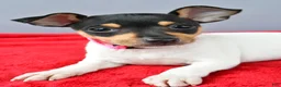 Toy Fox Terrier dogs for sale: Dixie - Ad 3