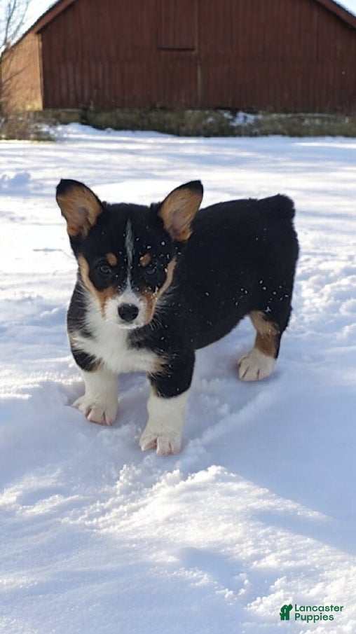 Welsh Corgi Pembroke dogs Donny  - Ad 4