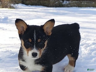 Welsh Corgi Pembroke dogs Donny - Ad 1