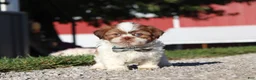 Shih Tzu dogs for sale: Micah - Ad 4