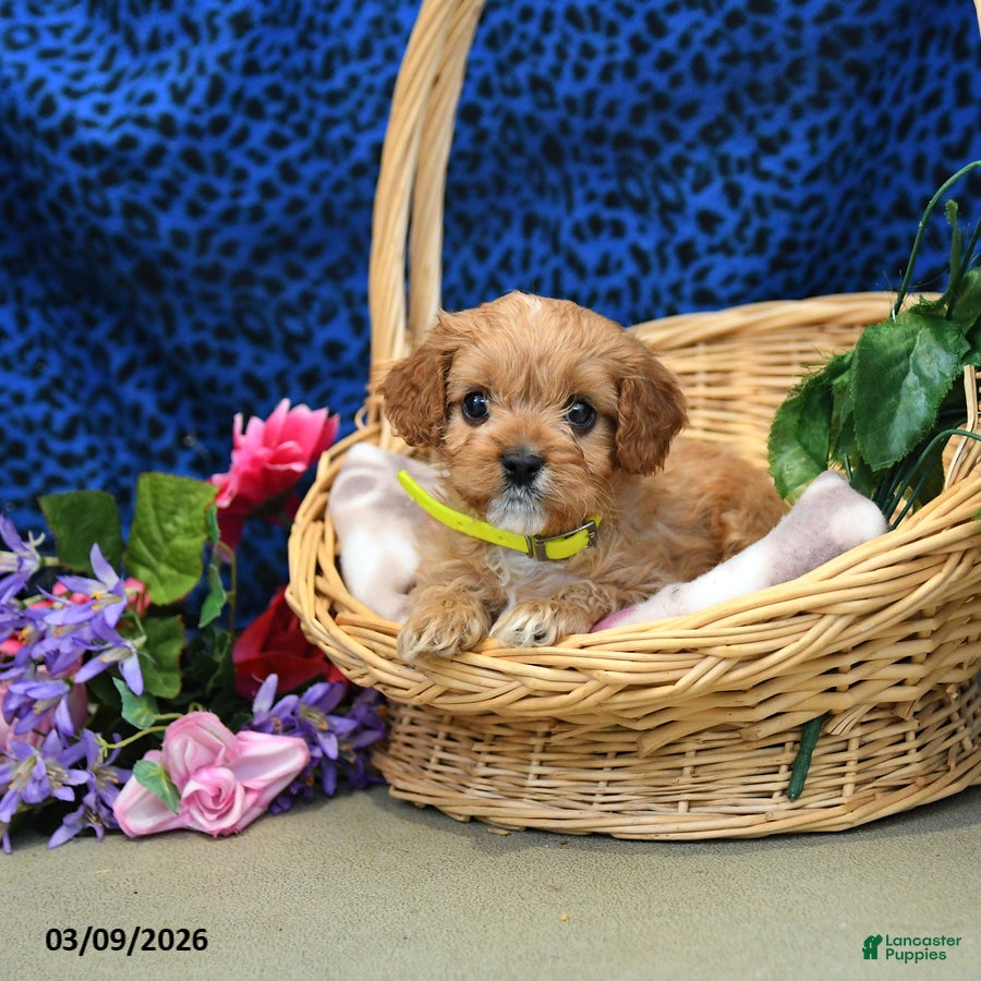 Cavapoo dogs Sunshine - Ad 1