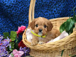 Cavapoo dogs for sale: Sunshine - Ad 3