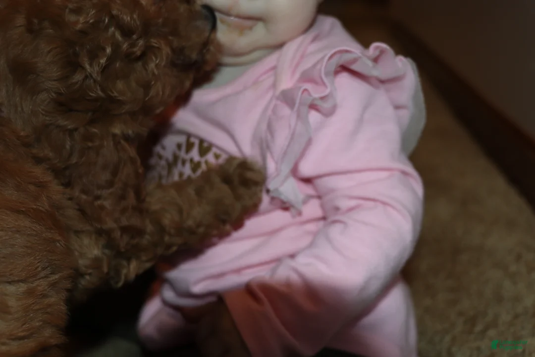 Mini Goldendoodle dogs for sale: Tilly 🌷 Micro Miniature - Ad 10