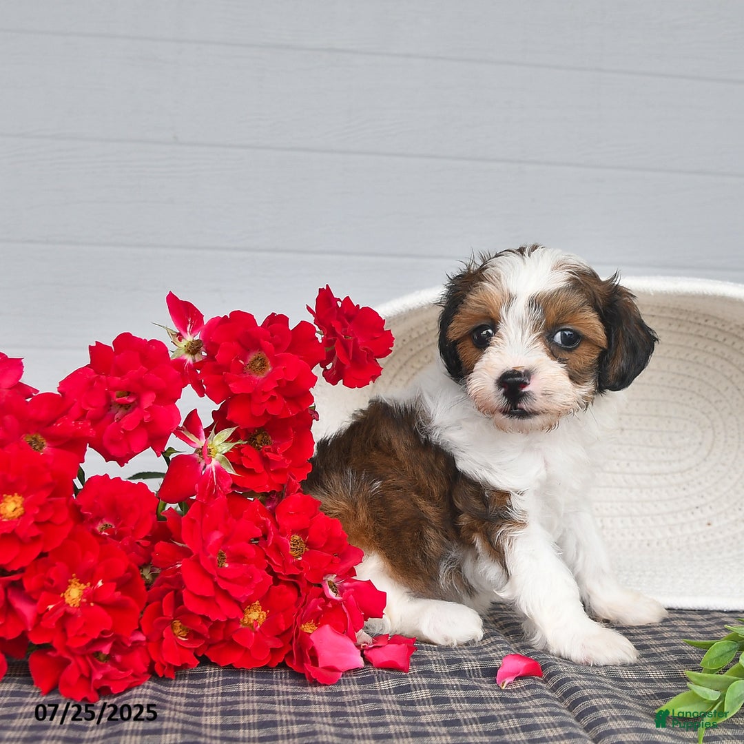 Lhasapoo dogs for sale: Lhasa Poo 3 puppies - Ad 5