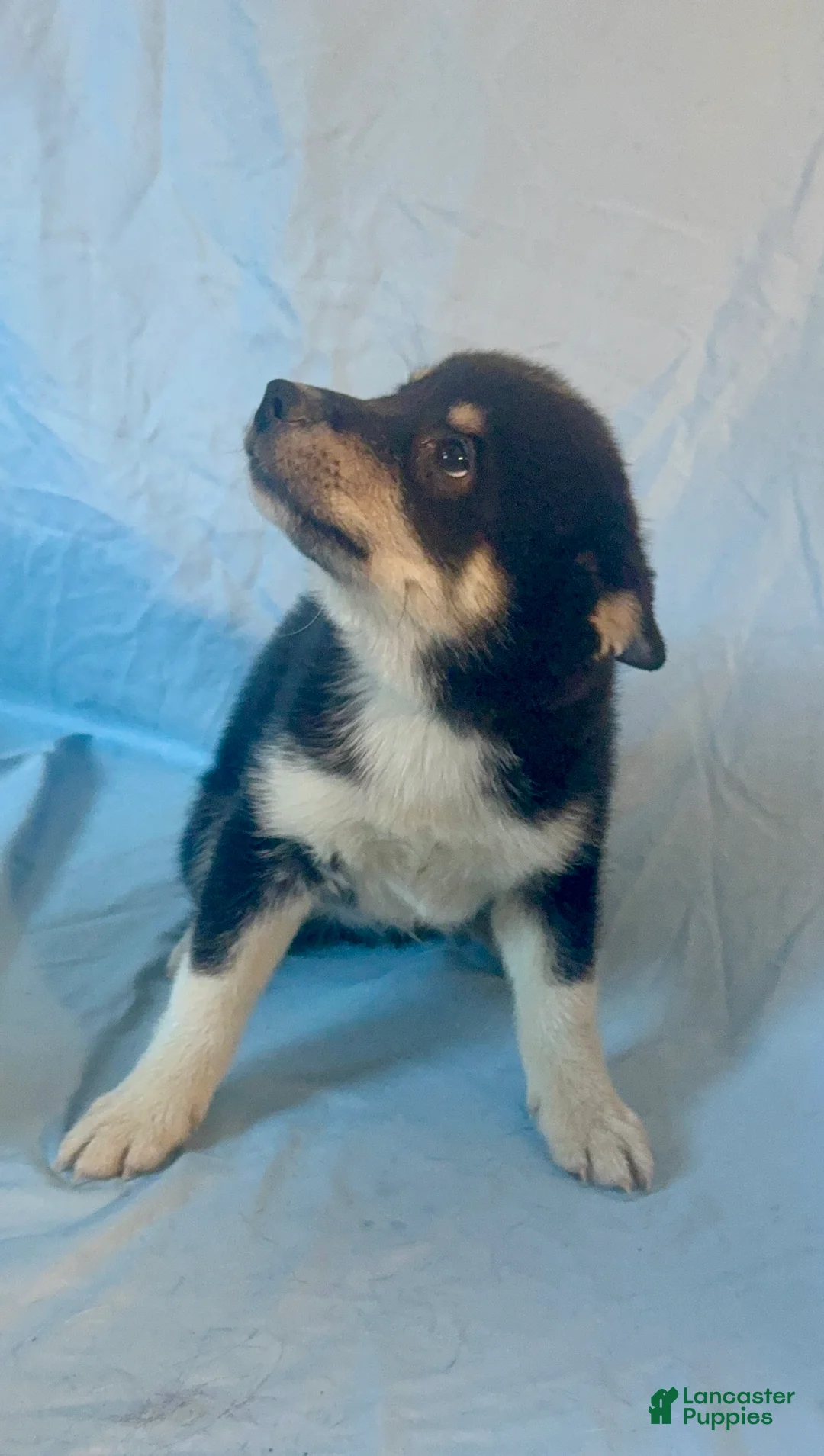 Mixed Breed dogs for sale: Maverick - Ad 3