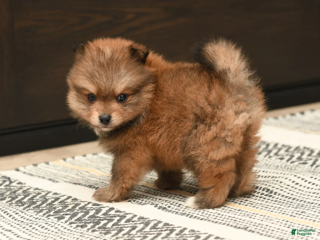 Pomeranian dogs for sale: Teddy - Ad 2