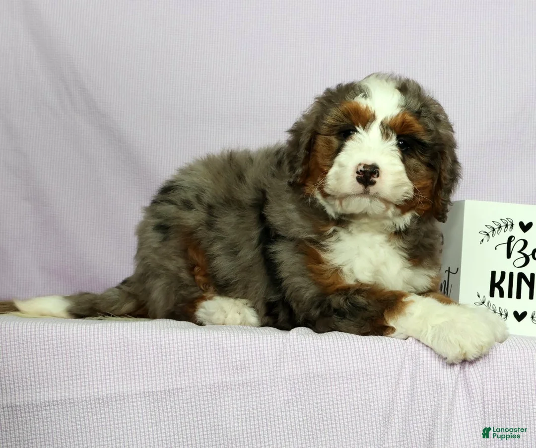 Mini Bernedoodle dogs for sale: Lilly - Ad 1