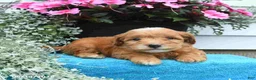 Mini Goldendoodle dogs for sale: Katie - Ad 3