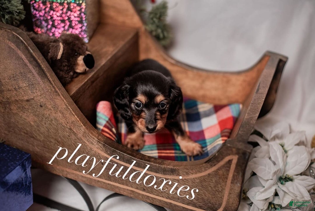 Miniature Dachshund dogs for sale: Purple Collar Black & Tan Dachshund Puppy  - Ad 2