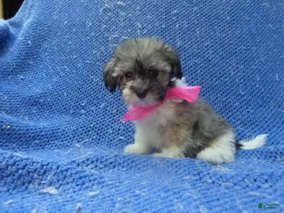 Maltipoo dogs Ivara - Ad 7