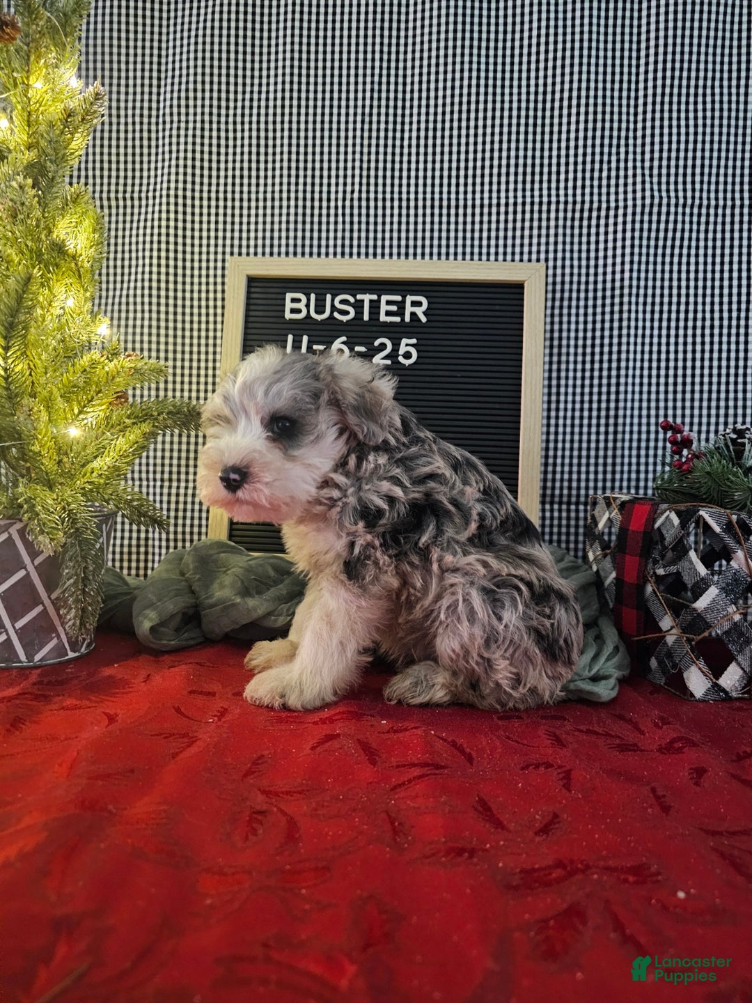 Miniature Schnauzer dogs for sale: Buster - Ad 3