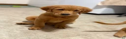 Golden Retriever dogs for sale: Golden Retriever 1 - Ad 4