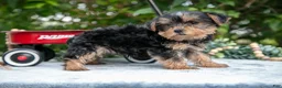 Yorkshire Terrier dogs for sale: Eva - Ad 3