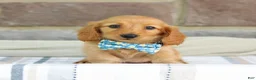 Miniature Dachshund dogs for sale: Olivia  - Ad 3