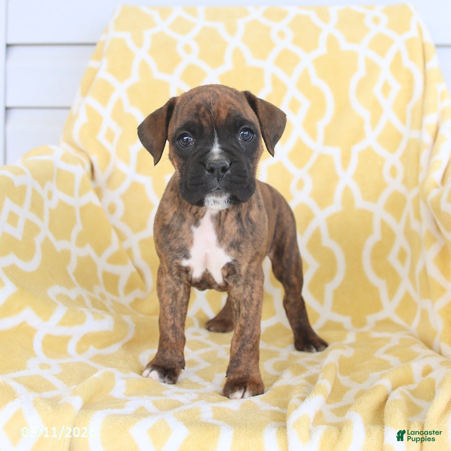 Boxer dogs for sale: Apollo - Ad 1