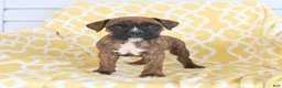 Boxer dogs for sale: Apollo - Ad 1