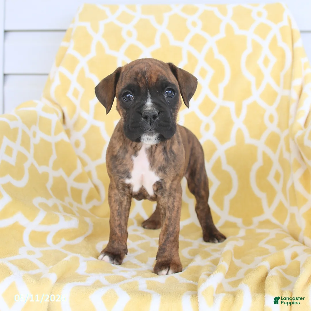 Boxer dogs for sale: Apollo - Ad 1
