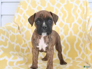 Boxer dogs for sale: Apollo - Ad 1