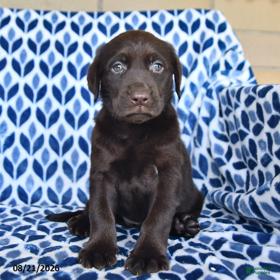 Labrador Retriever dogs Carmen - Ad 2