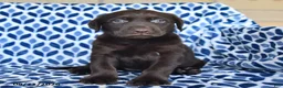 Labrador Retriever dogs for sale: Carmen - Ad 2