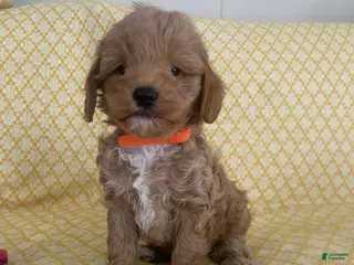 Maltipoo dogs Sara - Ad 18