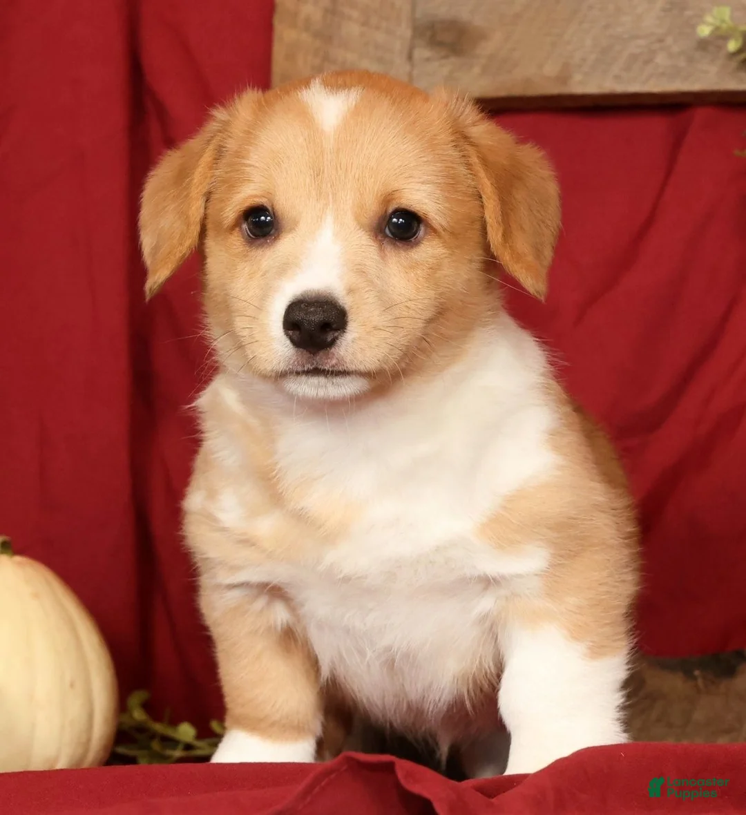 Welsh Corgi Pembroke dogs for sale: Tracy - Ad 1