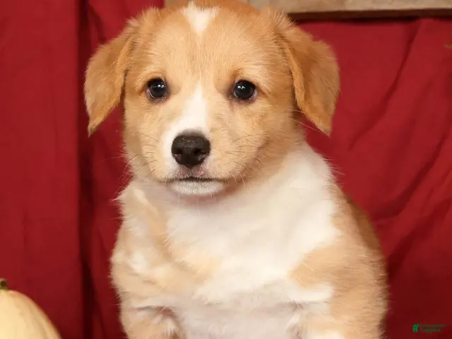 Welsh Corgi Pembroke dogs for sale: Tracy - Ad 1