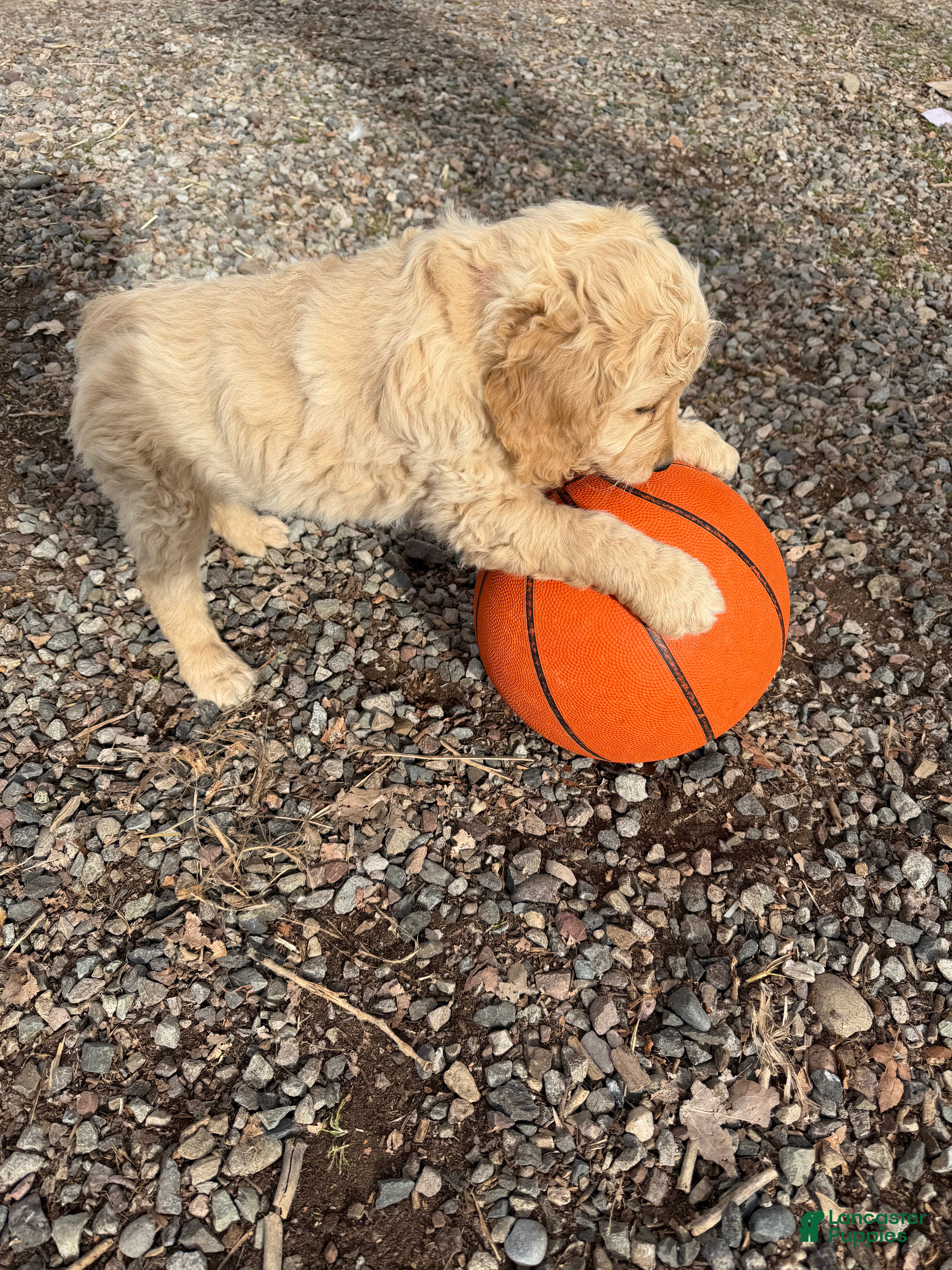 Goldendoodle dogs Ember - Ad 2