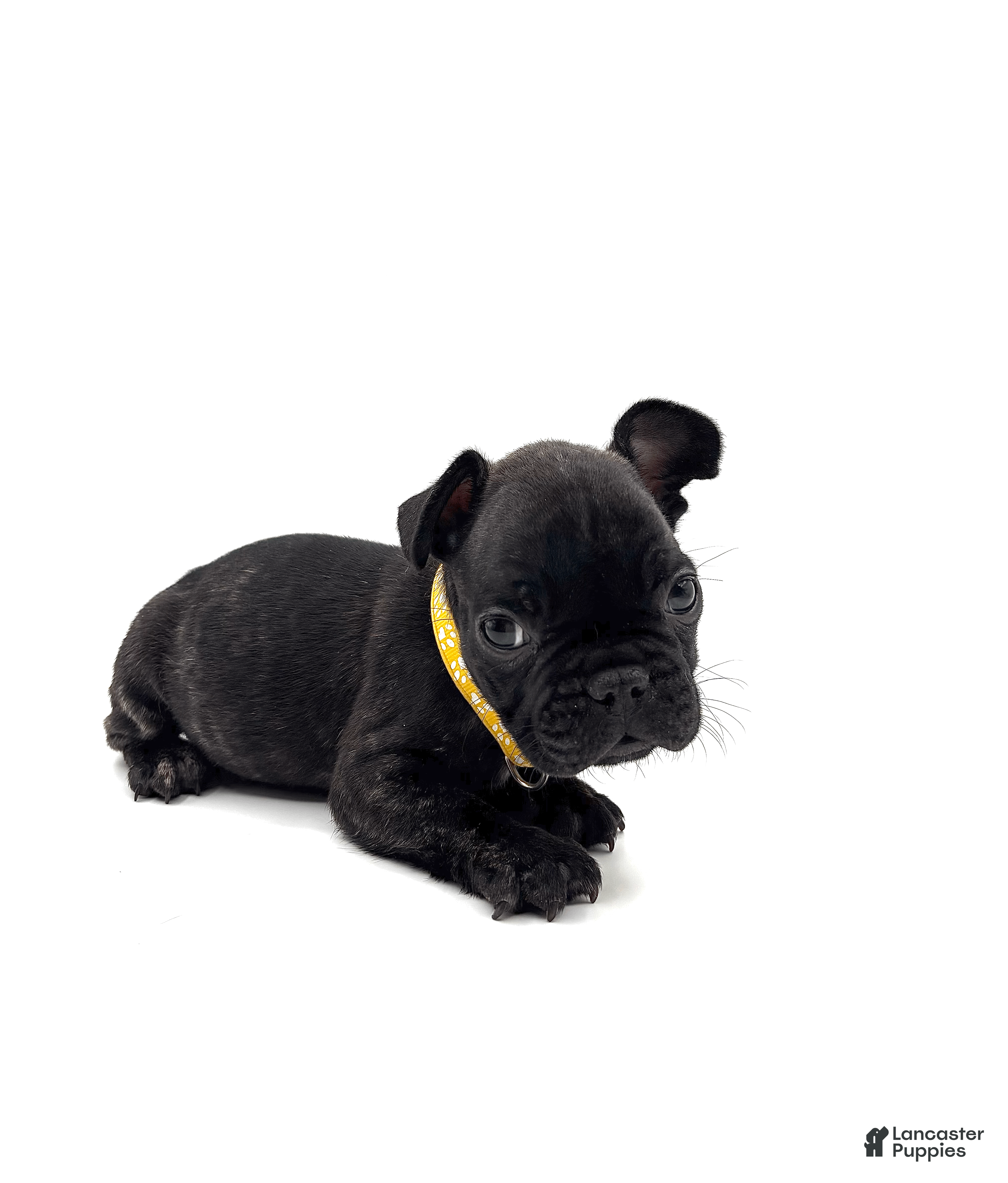 French Bulldog dogs French Bulldog Puppy 2 - Ad 2