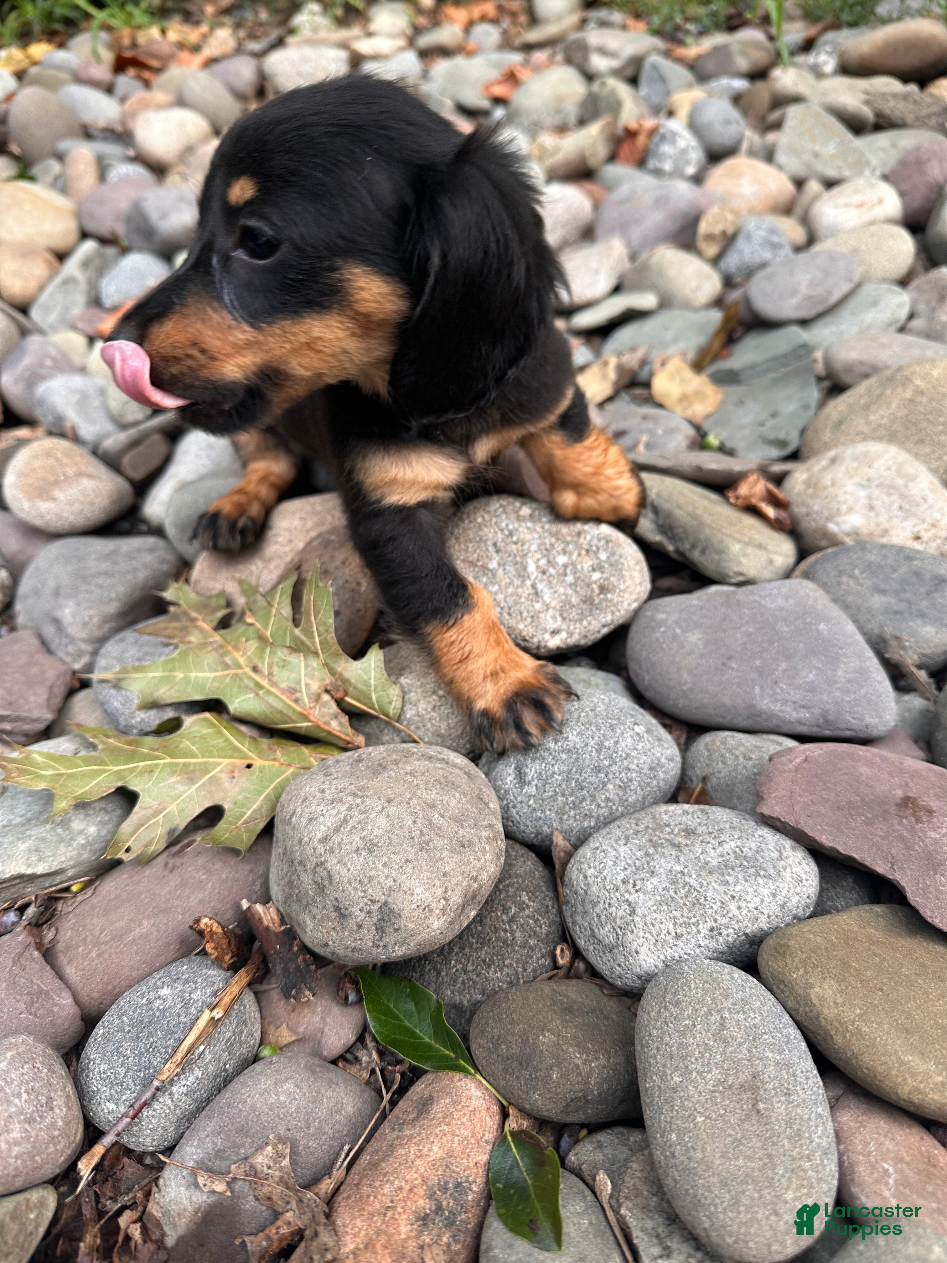 Dachshund dogs Female Three - Ad 2