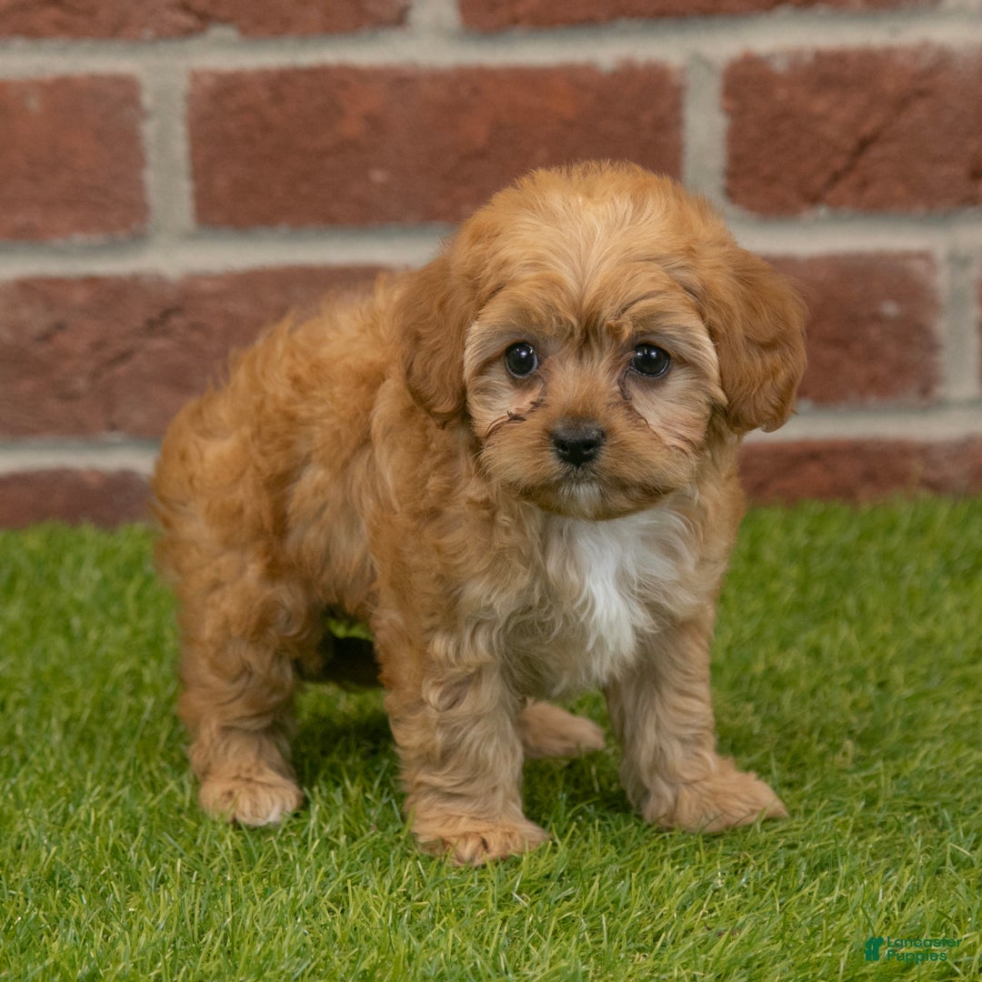 Cavapoo dogs for sale: Aspen - Ad 6