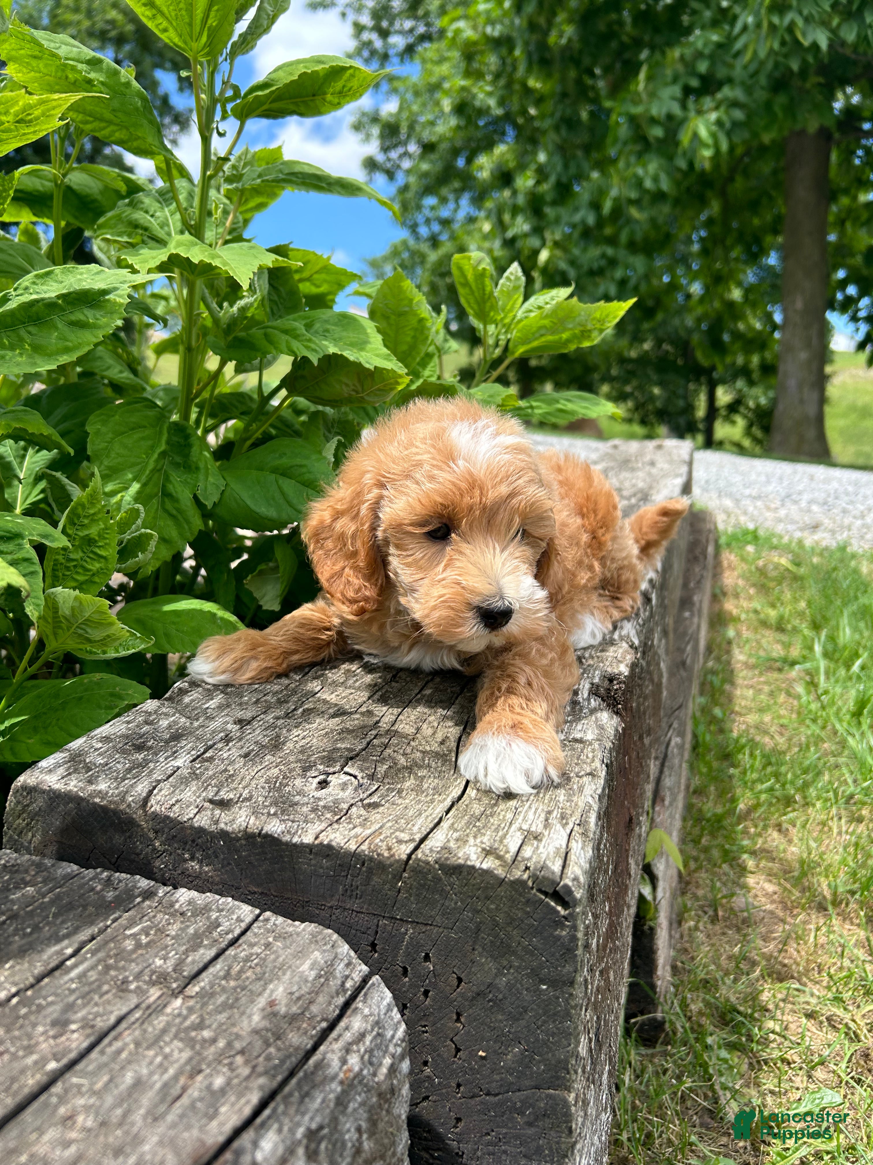 Mini Goldendoodle dogs Archie - Ad 2