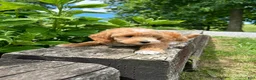 Mini Goldendoodle dogs for sale: Archie - Ad 2
